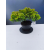 Żywe Drzewko Bonsai Jałowiec Rozesłany Procumbens 11-letni +GRATIS 441