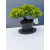 Żywe Drzewko Bonsai Jałowiec Rozesłany Procumbens 11-letni +GRATIS 441