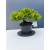 Żywe Drzewko Bonsai Jałowiec Rozesłany Procumbens 11-letni +GRATIS 441