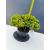 Żywe Drzewko Bonsai Jałowiec Rozesłany Procumbens 11-letni +GRATIS 441