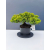 Żywe Drzewko Bonsai Jałowiec Rozesłany Procumbens 11-letni +GRATIS 441