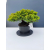 Żywe Drzewko Bonsai Jałowiec Rozesłany Procumbens 11-letni +GRATIS 441