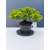 Żywe Drzewko Bonsai Jałowiec Rozesłany Procumbens 11-letni +GRATIS 441
