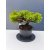 Żywe Drzewko Bonsai Jałowiec Rozesłany Procumbens 11-letni +GRATIS 441