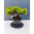 Żywe Drzewko Bonsai Jałowiec Rozesłany Procumbens 11-letni +GRATIS 441