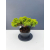 Żywe Drzewko Bonsai Jałowiec Rozesłany Procumbens 11-letni +GRATIS 441