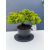 Żywe Drzewko Bonsai Jałowiec Rozesłany Procumbens 11-letni +GRATIS 441