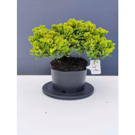 Żywe Drzewko Bonsai Jałowiec Rozesłany Procumbens 11-letni +GRATIS 441