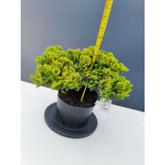 Żywe Drzewko Bonsai Jałowiec Rozesłany Procumbens 11-letni +GRATIS 441
