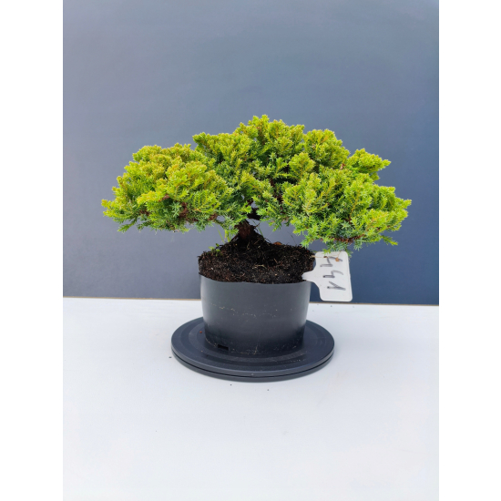 Żywe Drzewko Bonsai Jałowiec Rozesłany Procumbens 11-letni +GRATIS 441