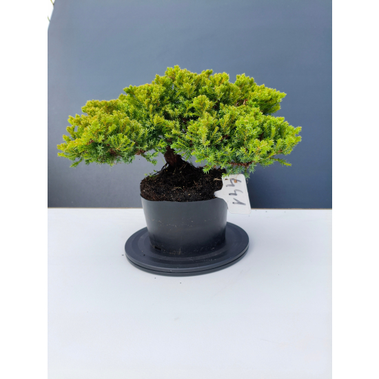 Żywe Drzewko Bonsai Jałowiec Rozesłany Procumbens 11-letni +GRATIS 441