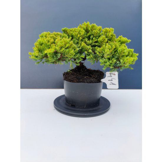 Żywe Drzewko Bonsai Jałowiec Rozesłany Procumbens 11-letni +GRATIS 441