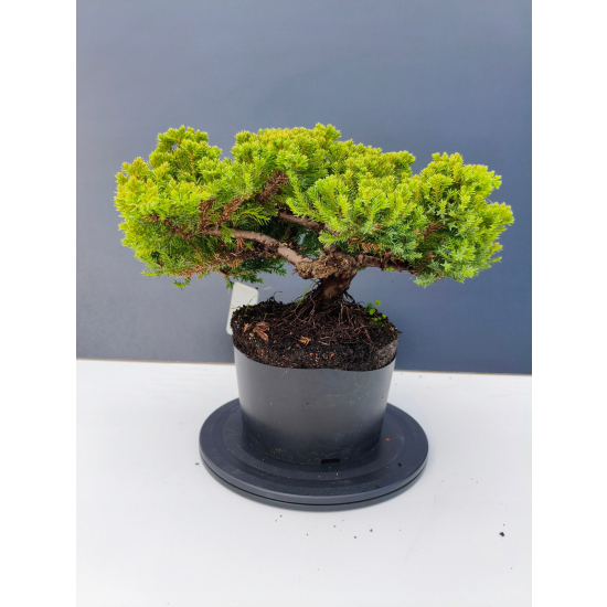 Żywe Drzewko Bonsai Jałowiec Rozesłany Procumbens 11-letni +GRATIS 441