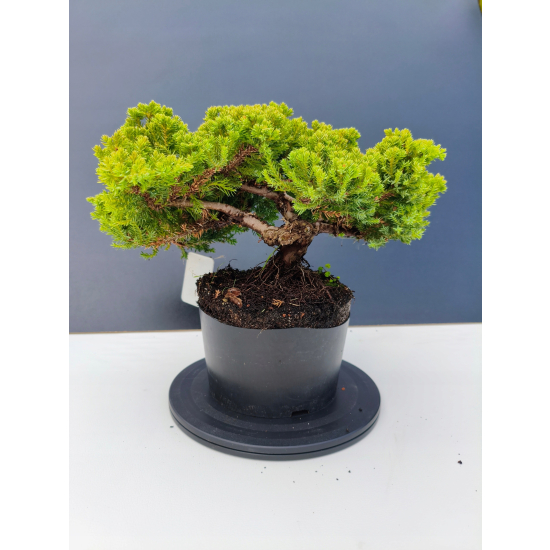 Żywe Drzewko Bonsai Jałowiec Rozesłany Procumbens 11-letni +GRATIS 441