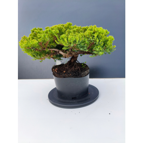 Żywe Drzewko Bonsai Jałowiec Rozesłany Procumbens 11-letni +GRATIS 441