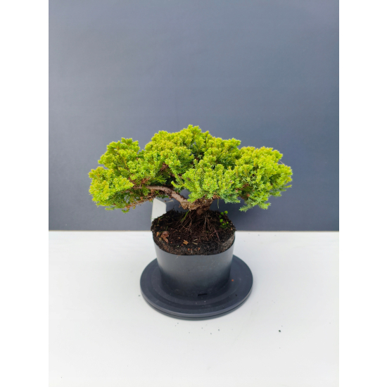 Żywe Drzewko Bonsai Jałowiec Rozesłany Procumbens 11-letni +GRATIS 441