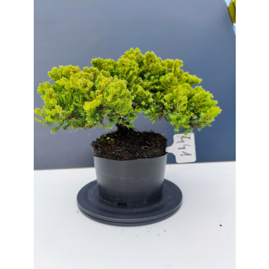 Żywe Drzewko Bonsai Jałowiec Rozesłany Procumbens 11-letni +GRATIS 441