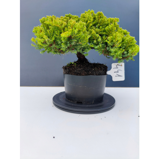 Żywe Drzewko Bonsai Jałowiec Rozesłany Procumbens 11-letni +GRATIS 441
