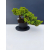 Żywe Drzewko Bonsai Jałowiec Rozesłany Procumbens 11-letni +GRATIS 447