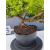 Żywe Drzewko Bonsai Jałowiec Rozesłany Procumbens 11-letni +GRATIS 447