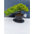 Żywe Drzewko Bonsai Jałowiec Rozesłany Procumbens 11-letni +GRATIS 447