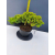 Żywe Drzewko Bonsai Jałowiec Rozesłany Procumbens 11-letni +GRATIS 447