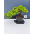Żywe Drzewko Bonsai Jałowiec Rozesłany Procumbens 11-letni +GRATIS 447