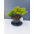 Żywe Drzewko Bonsai Jałowiec Rozesłany Procumbens 11-letni +GRATIS 447