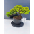 Żywe Drzewko Bonsai Jałowiec Rozesłany Procumbens 11-letni +GRATIS 447