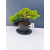 Żywe Drzewko Bonsai Jałowiec Rozesłany Procumbens 11-letni +GRATIS 447