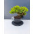 Żywe Drzewko Bonsai Jałowiec Rozesłany Procumbens 11-letni +GRATIS 447