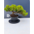 Żywe Drzewko Bonsai Jałowiec Rozesłany Procumbens 11-letni +GRATIS 447