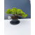 Żywe Drzewko Bonsai Jałowiec Rozesłany Procumbens 11-letni +GRATIS 447