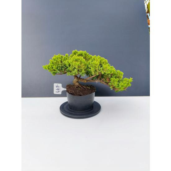 Żywe Drzewko Bonsai Jałowiec Rozesłany Procumbens 11-letni +GRATIS 447