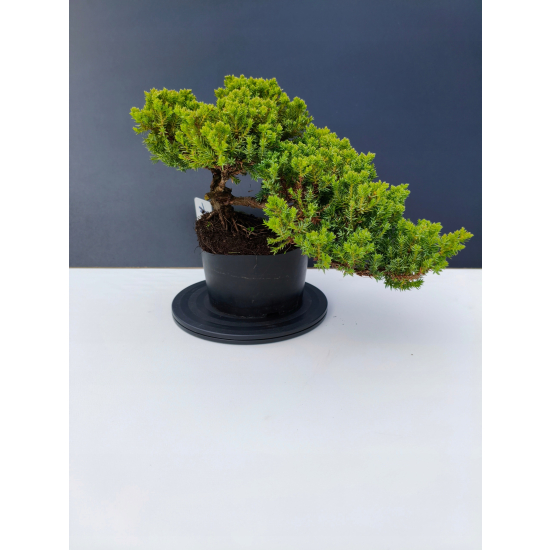 Żywe Drzewko Bonsai Jałowiec Rozesłany Procumbens 11-letni +GRATIS 447