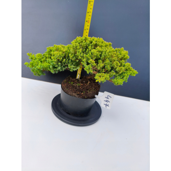 Żywe Drzewko Bonsai Jałowiec Rozesłany Procumbens 11-letni +GRATIS 447