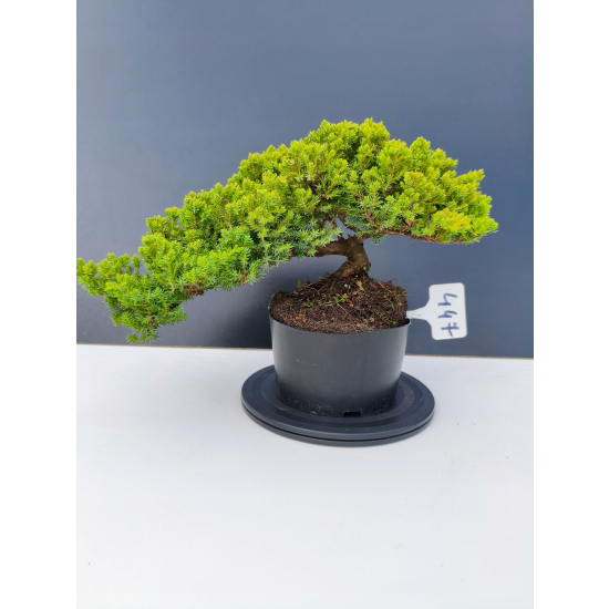Żywe Drzewko Bonsai Jałowiec Rozesłany Procumbens 11-letni +GRATIS 447