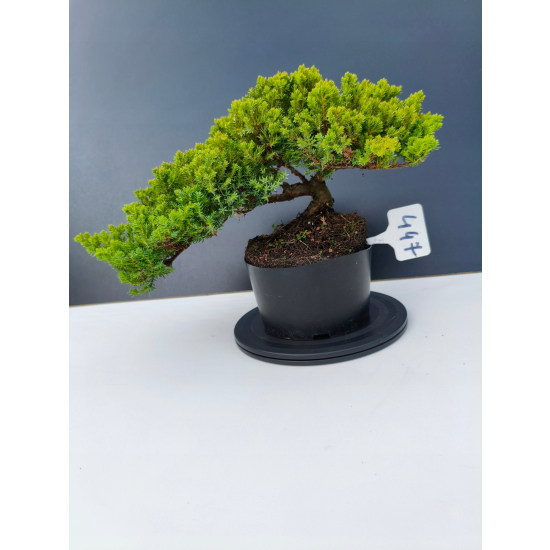 Żywe Drzewko Bonsai Jałowiec Rozesłany Procumbens 11-letni +GRATIS 447
