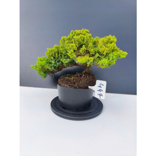Żywe Drzewko Bonsai Jałowiec Rozesłany Procumbens 11-letni +GRATIS 447