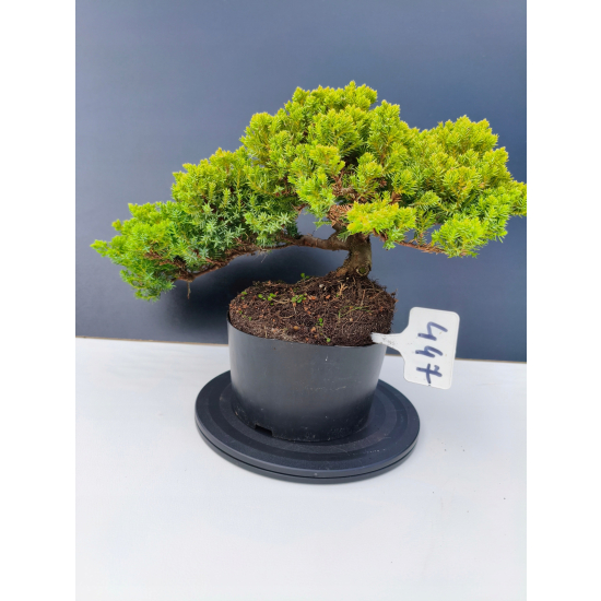 Żywe Drzewko Bonsai Jałowiec Rozesłany Procumbens 11-letni +GRATIS 447