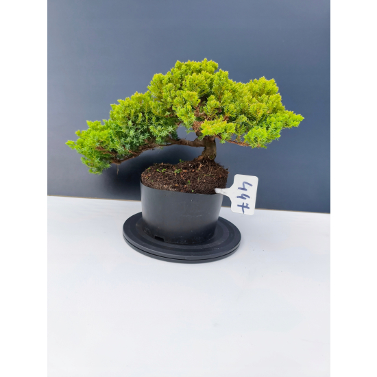 Żywe Drzewko Bonsai Jałowiec Rozesłany Procumbens 11-letni +GRATIS 447