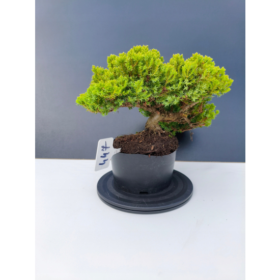 Żywe Drzewko Bonsai Jałowiec Rozesłany Procumbens 11-letni +GRATIS 447