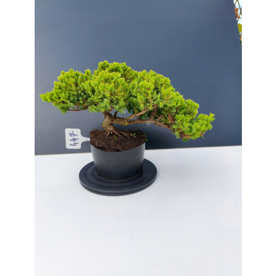 Żywe Drzewko Bonsai Jałowiec Rozesłany Procumbens 11-letni +GRATIS 447