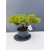 Żywe Drzewko Bonsai Jałowiec Rozesłany Procumbens 11-letni +GRATIS 499