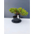 Żywe Drzewko Bonsai Jałowiec Rozesłany Procumbens 11-letni +GRATIS 499
