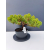 Żywe Drzewko Bonsai Jałowiec Rozesłany Procumbens 11-letni +GRATIS 499