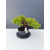 Żywe Drzewko Bonsai Jałowiec Rozesłany Procumbens 11-letni +GRATIS 499