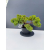 Żywe Drzewko Bonsai Jałowiec Rozesłany Procumbens 11-letni +GRATIS 499