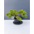 Żywe Drzewko Bonsai Jałowiec Rozesłany Procumbens 11-letni +GRATIS 499