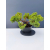 Żywe Drzewko Bonsai Jałowiec Rozesłany Procumbens 11-letni +GRATIS 499